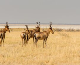 serengeti safari packages