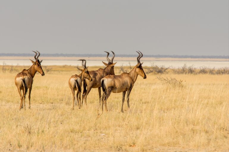 serengeti safari packages